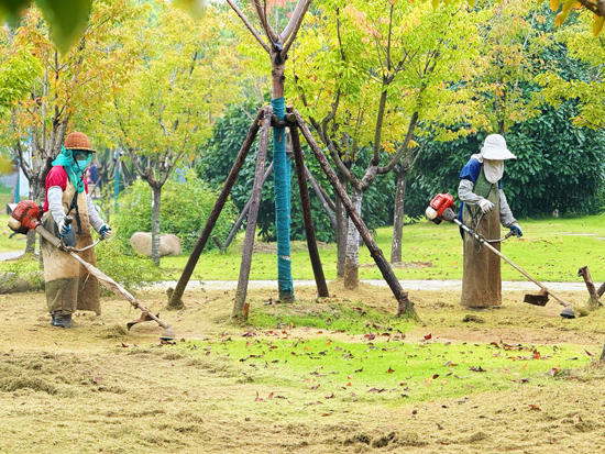 綠化工人在古淮河風光帶修剪草坪、清除雜草...